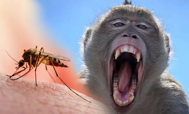 เตือน ไข้มาลาเรีย สายพันธุ์โนวไซ ระบาดหลังพบติดเชื้อ 70 ราย